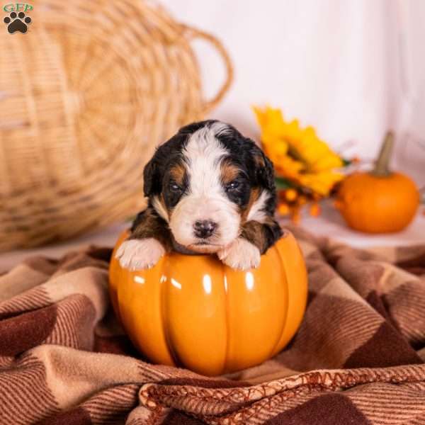 Goldie, Bernedoodle Puppy